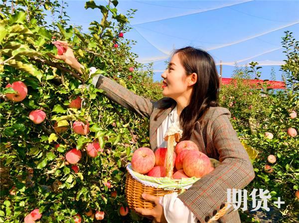 苹果期货基本面