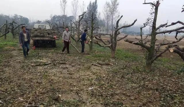 苹果砍树潮来临，优胜劣汰、适者生存才是苹果行业未来发展的潮流