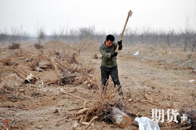 苹果市场动态评析（220期）| 苹果伐树为啥这么多？