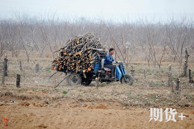 苹果市场动态评析（220期）| 苹果伐树为啥这么多？
