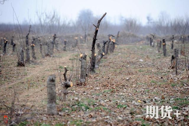 苹果市场动态评析（220期）| 苹果伐树为啥这么多？