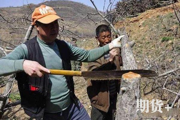 苹果市场动态评析（220期）| 苹果伐树为啥这么多？