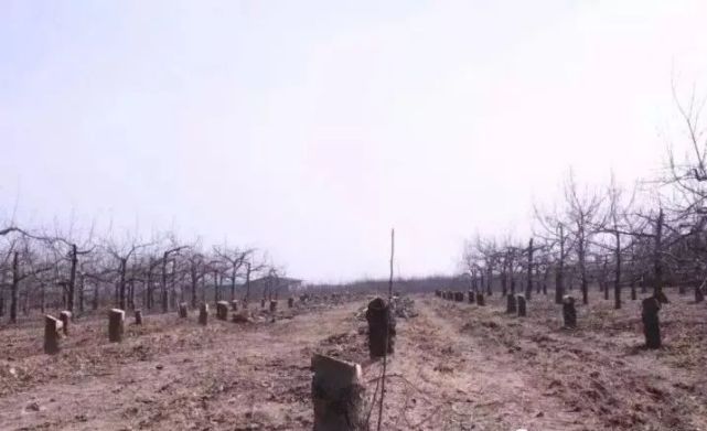 苹果砍树潮来临，优胜劣汰、适者生存才是苹果行业未来发展的潮流
