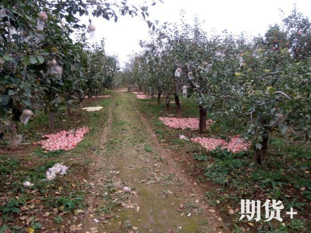 苹果市场动态评析（220期）| 苹果伐树为啥这么多？