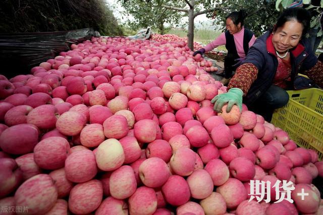 苹果市场动态评析（220期）| 苹果伐树为啥这么多？