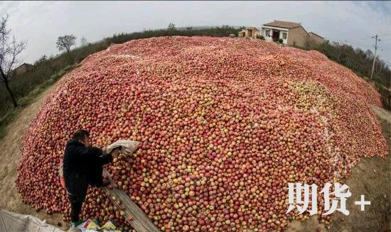 苹果市场动态评析（220期）| 苹果伐树为啥这么多？