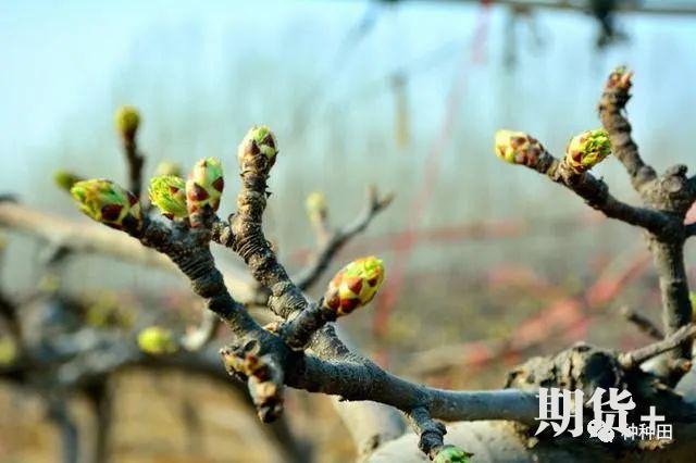 苹果花芽的多少主要由什么决定？