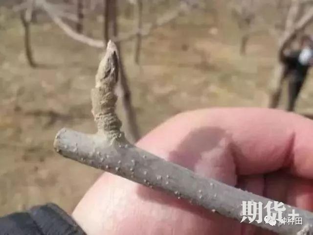 苹果花芽的多少主要由什么决定？