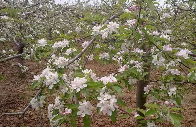 果农的孩子：从事期货10年，我所知道的苹果与苹果期货 