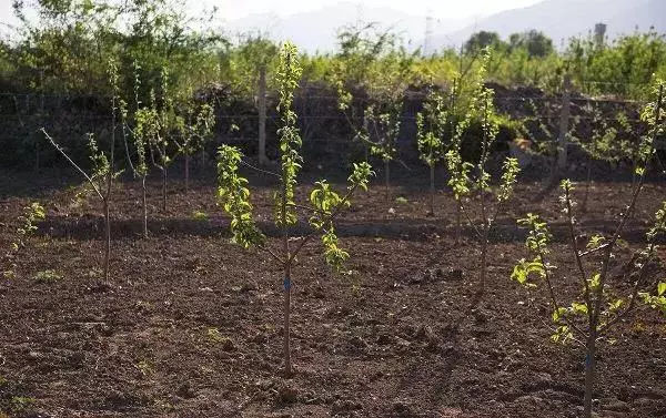 果农的孩子：从事期货10年，我所知道的苹果与苹果期货 