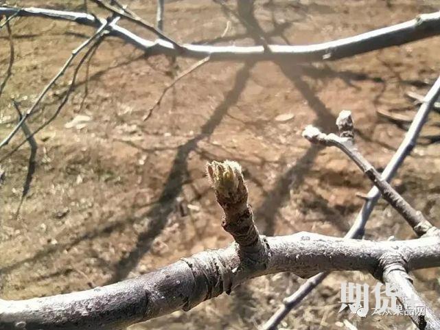 西北产区花芽情况总结