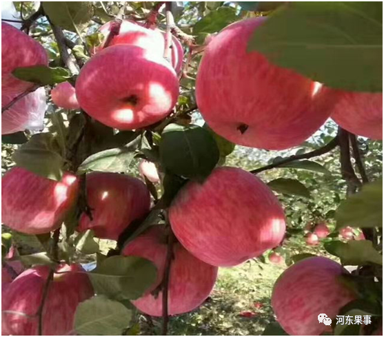 塑料薄膜袋、纸袋和纸＋膜袋苹果的区别，纸袋苹果性价比最高