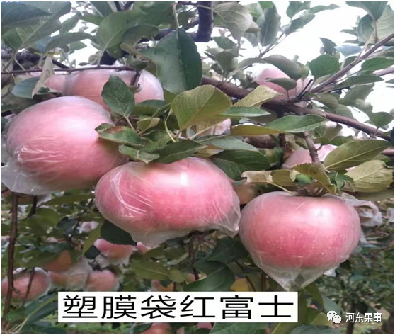 塑料薄膜袋、纸袋和纸＋膜袋苹果的区别，纸袋苹果性价比最高