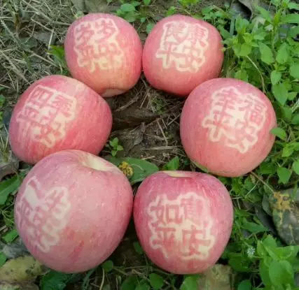 关于挑苹果的学问：什么是纸袋苹果、膜袋苹果、“纸+膜袋”苹果？ 