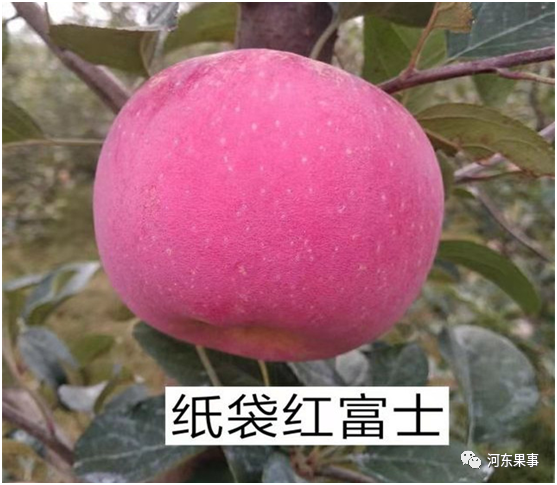 塑料薄膜袋、纸袋和纸＋膜袋苹果的区别，纸袋苹果性价比最高