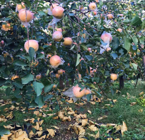 关于挑苹果的学问：什么是纸袋苹果、膜袋苹果、“纸+膜袋”苹果？ 