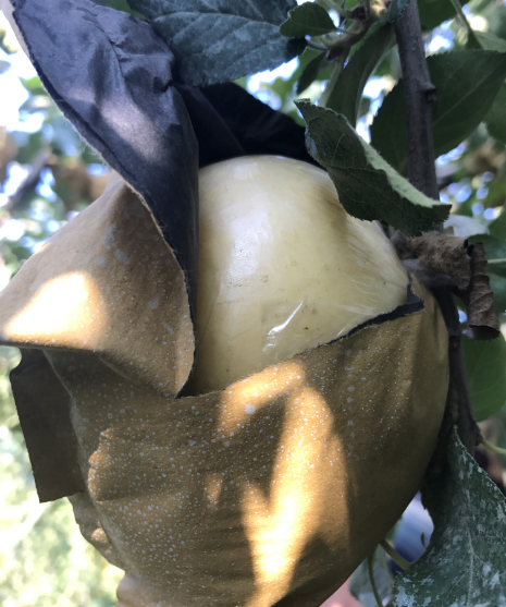 关于挑苹果的学问：什么是纸袋苹果、膜袋苹果、“纸+膜袋”苹果？ 