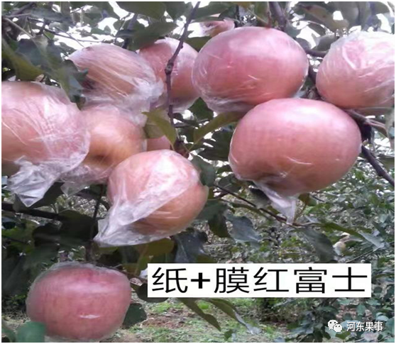 塑料薄膜袋、纸袋和纸＋膜袋苹果的区别，纸袋苹果性价比最高