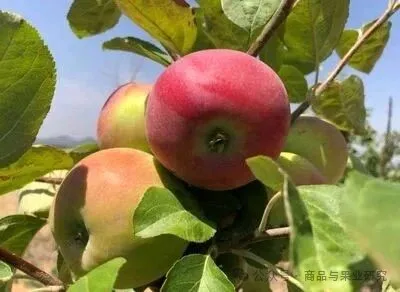 苹果期货与红枣期货相比,有哪些驱动因素不同 苹果期货与红枣期货相比,有哪些驱动因素不同