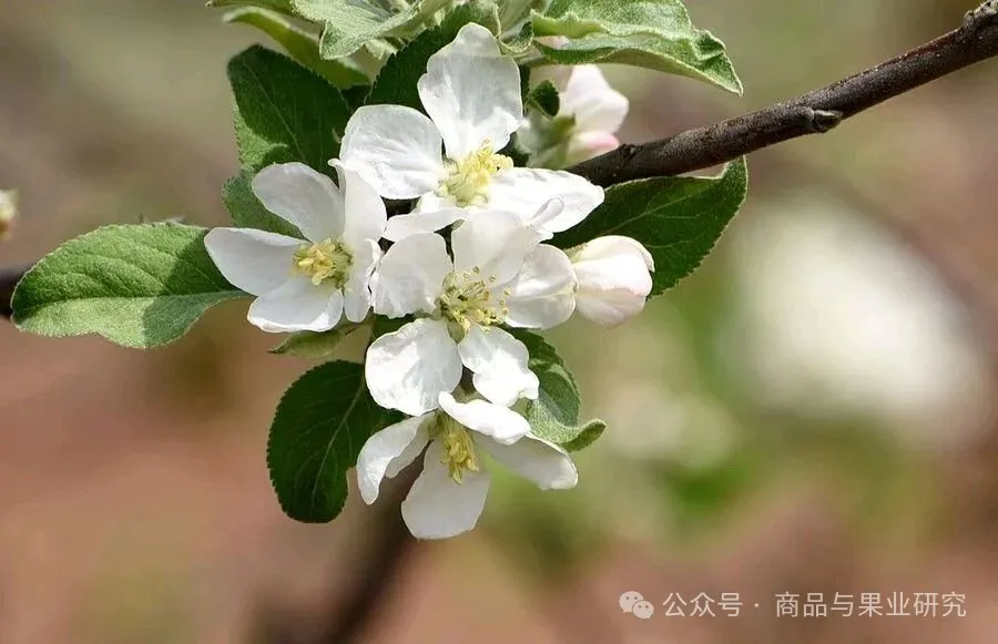 苹果期货四大妖性