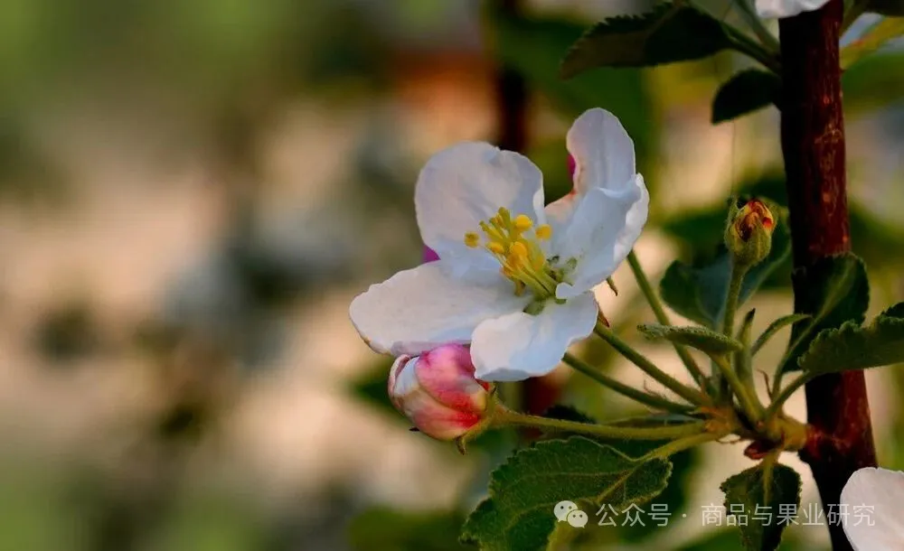 今年苹果期货的多空博弈才刚刚开始