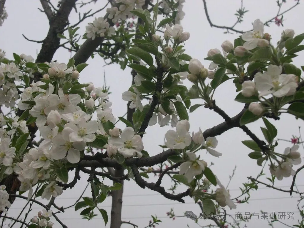 今年苹果期货的多空博弈才刚刚开始 今年苹果期货的多空博弈才刚刚开始