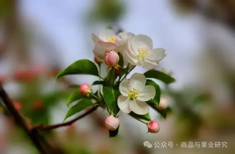 今年苹果期货的多空博弈才刚刚开始 今年苹果期货的多空博弈才刚刚开始