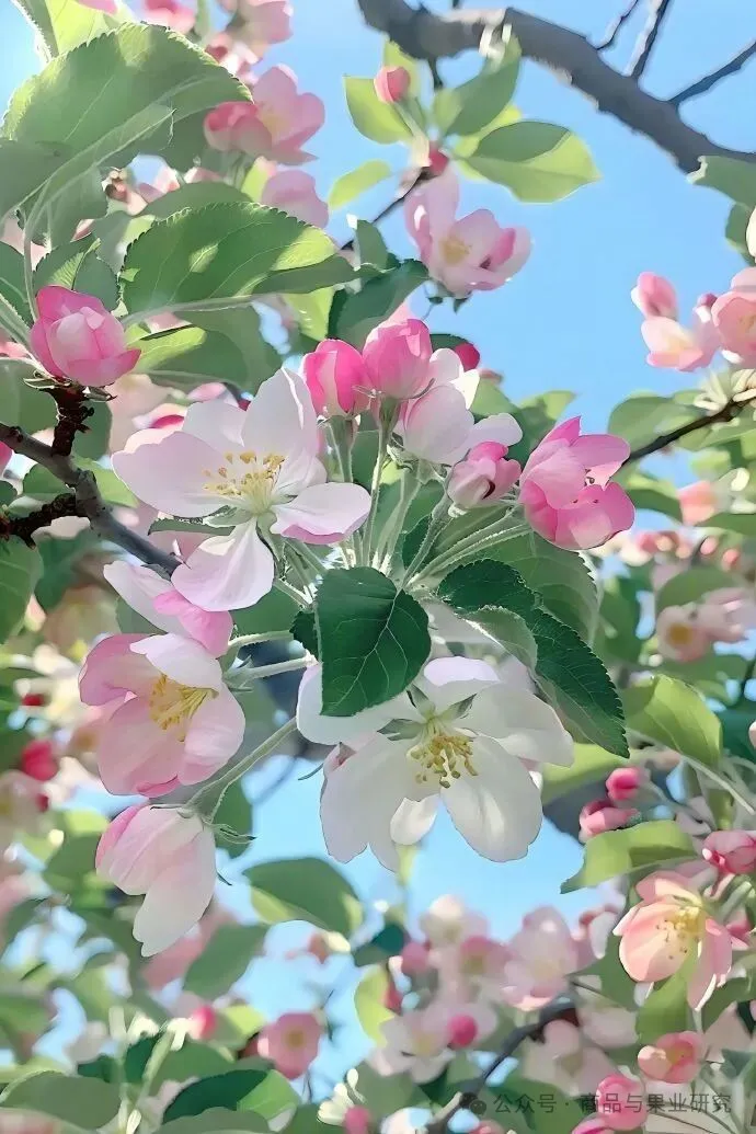 今年苹果想要逼仓可能难度较大