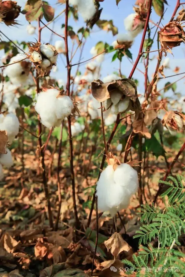 棉花：四五月可能是变局节点